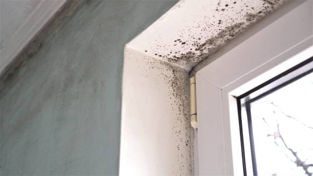 Best HVAC Mold Remediation in White Hall, IL