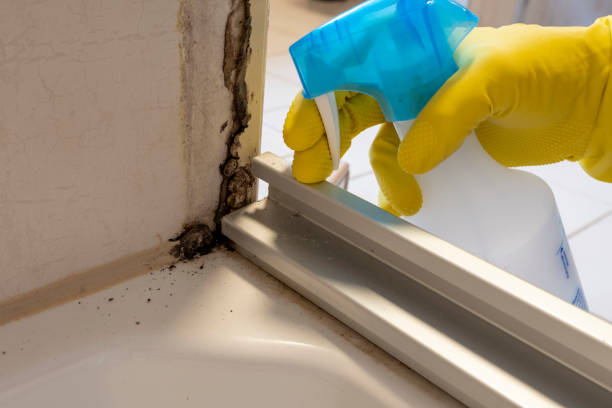 Best Mold Remediation for Specific Building Types in White Hall, IL