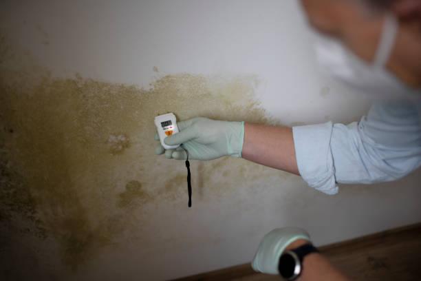 Best Health and Safety Mold Remediation in White Hall, IL