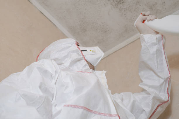 Best Residential Mold Remediation in White Hall, IL
