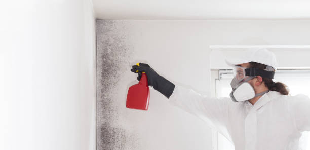 Best Black Mold Remediation in White Hall, IL