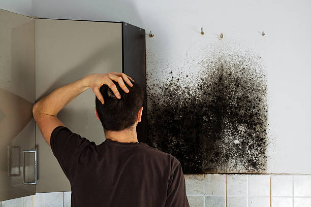 Best Commercial Mold Remediation in White Hall, IL