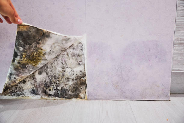 Best Emergency Mold Remediation in White Hall, IL